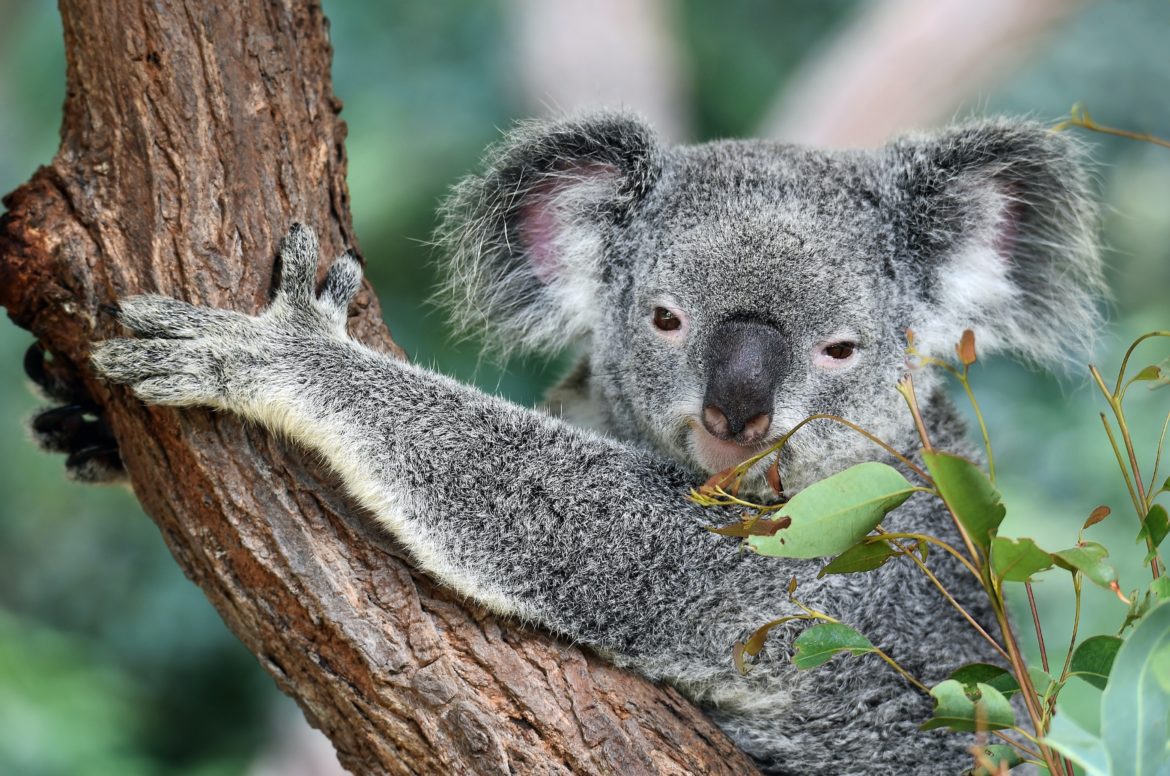 australijski miś koala