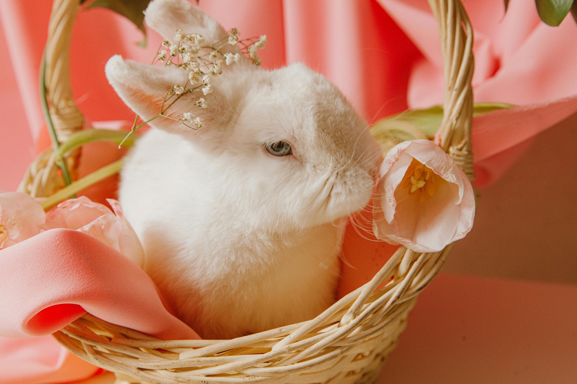 Easter bunny, czyli zajączej wielkanocny, to tradycyjny symbol świąt wielkanocnych od XIX wieku.