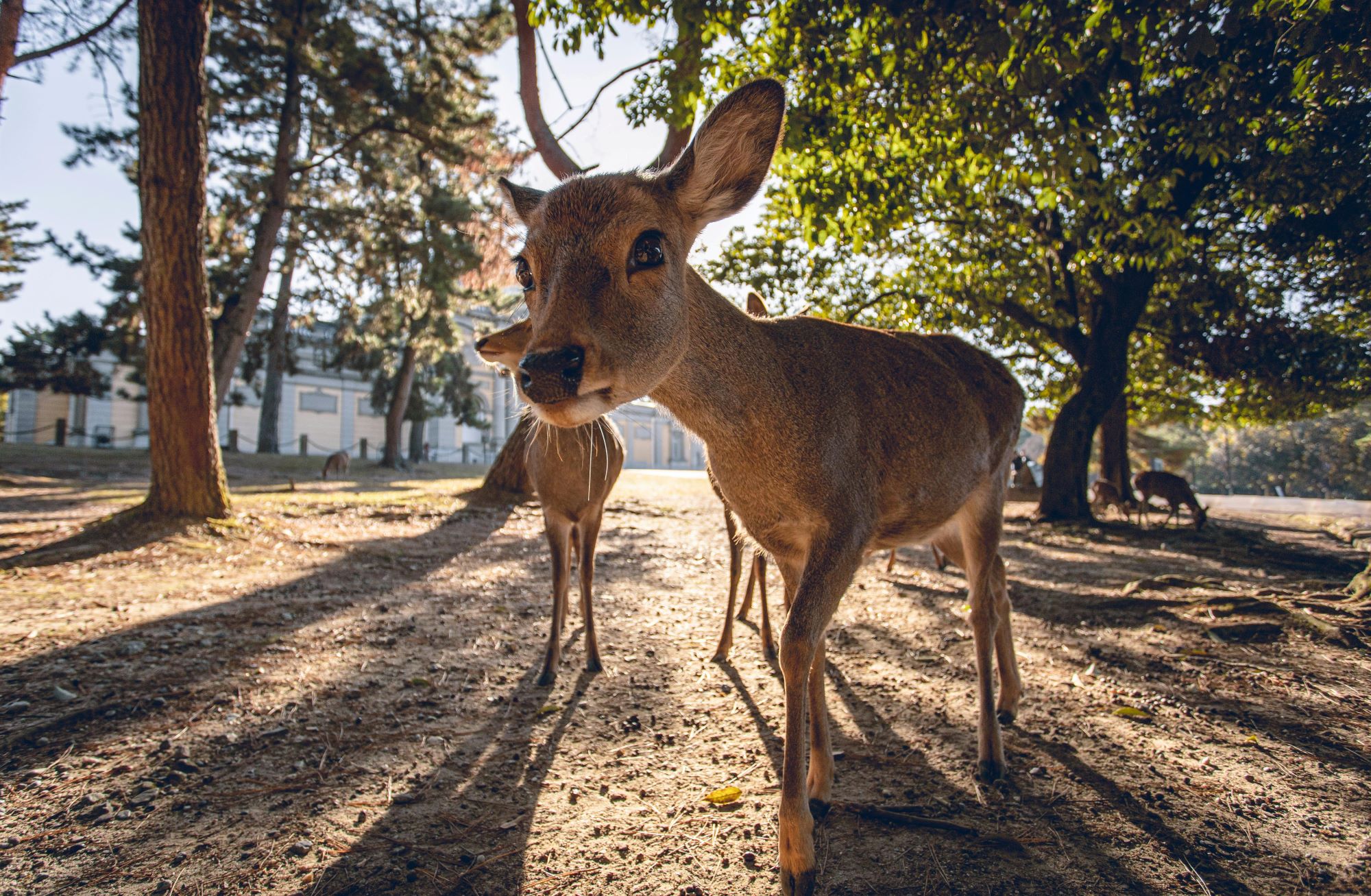 zwierzęta po angielsku animals