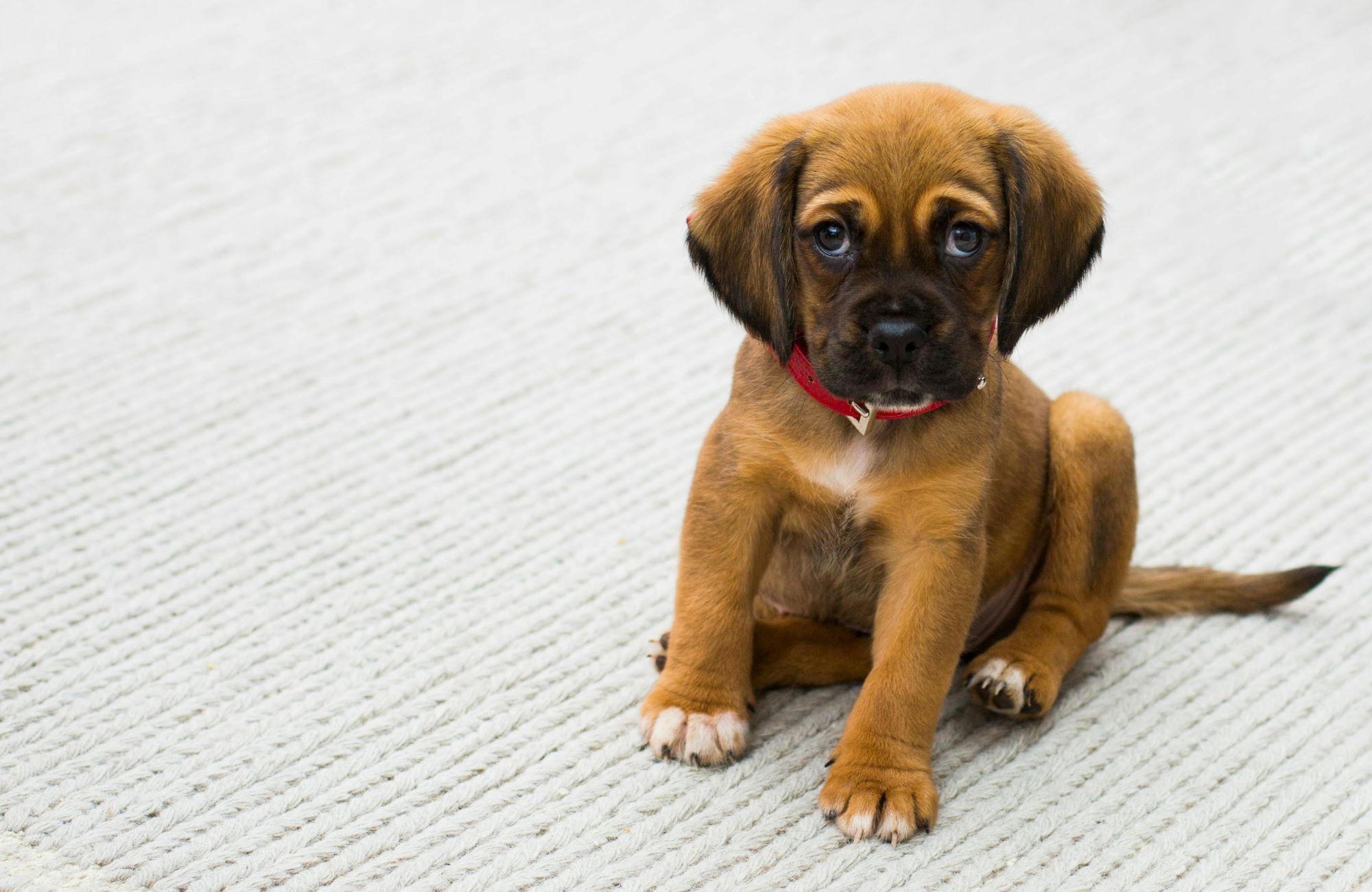 Zwierzęta domowe po angielsku to pets