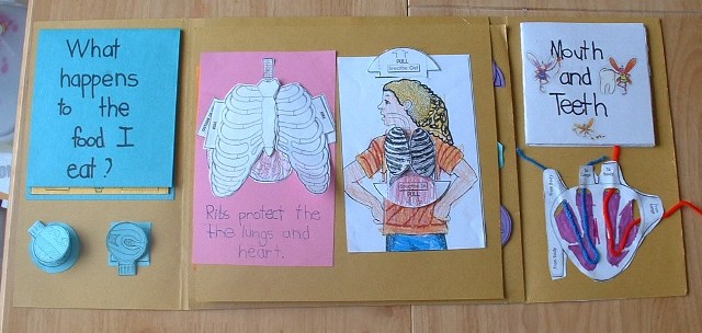 lapbook pomysł język angielski pomysł human body